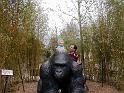 zoo-gorilla ride1